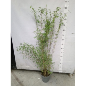 Fargesia  'Jiuzhaigou 1'