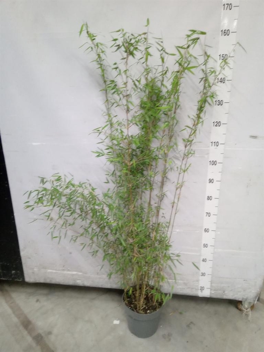 <h4>Fargesia  'Jiuzhaigou 1'</h4>