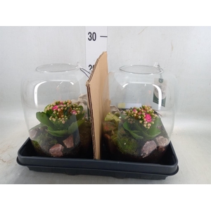 Planten  ..in schaal H%