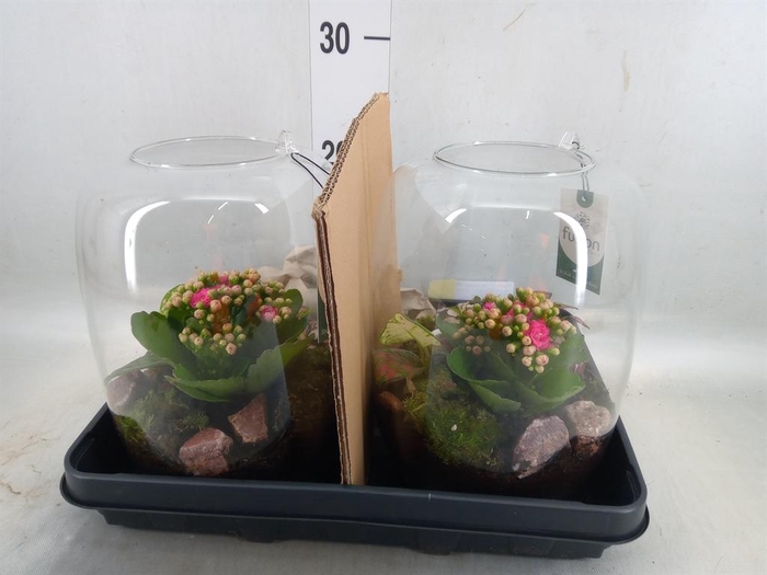 <h4>Planten  ..in schaal H%</h4>