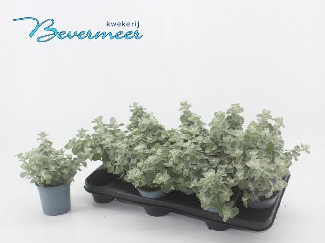 <h4>HELICH PETIOLARE</h4>