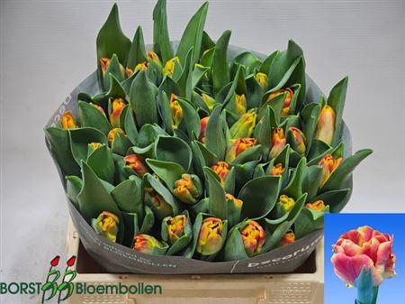 <h4>Tu Pa Undercover</h4>