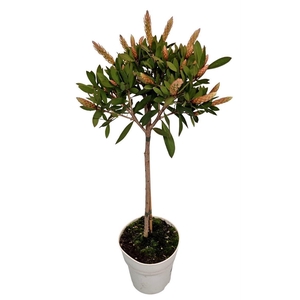 CALLISTEMON CITRINUS