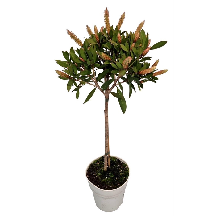 <h4>CALLISTEMON CITRINUS</h4>