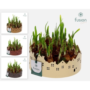 Zinken schaal Huisjes Medium met Narcis