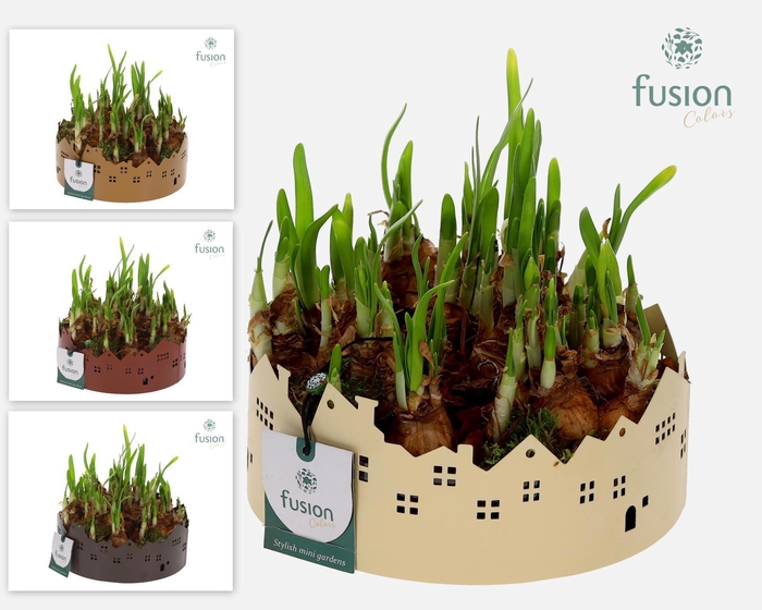 <h4>Zinken schaal Huisjes Medium met Narcis</h4>