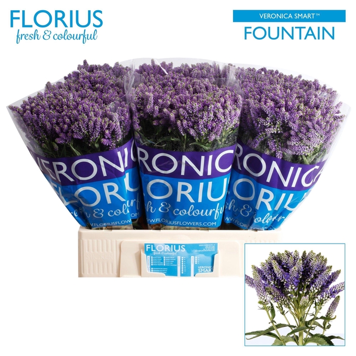 <h4>VERON SMART FOUNTAIN</h4>