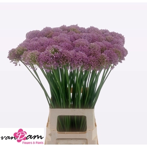 Allium Senescens