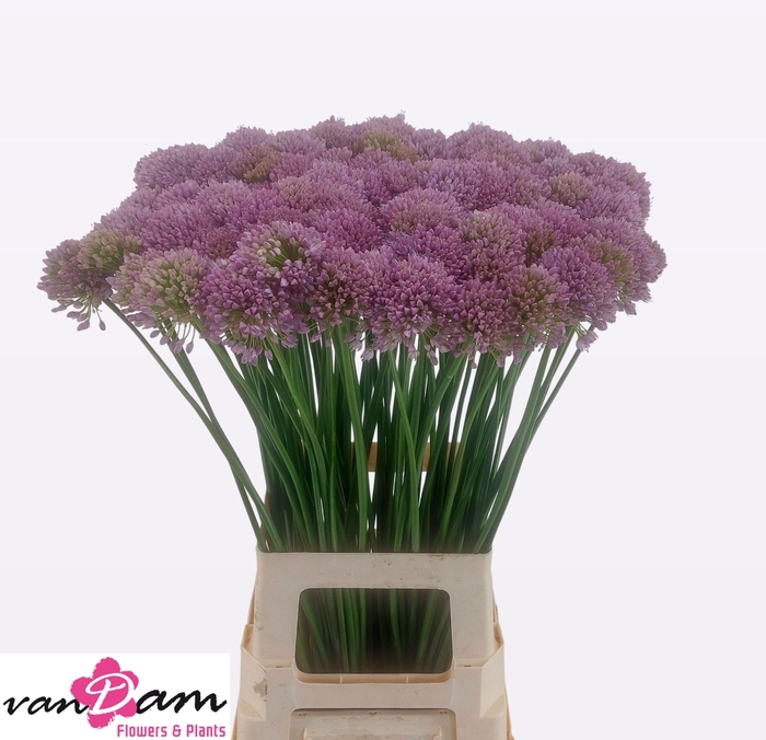 <h4>Allium Senescens</h4>