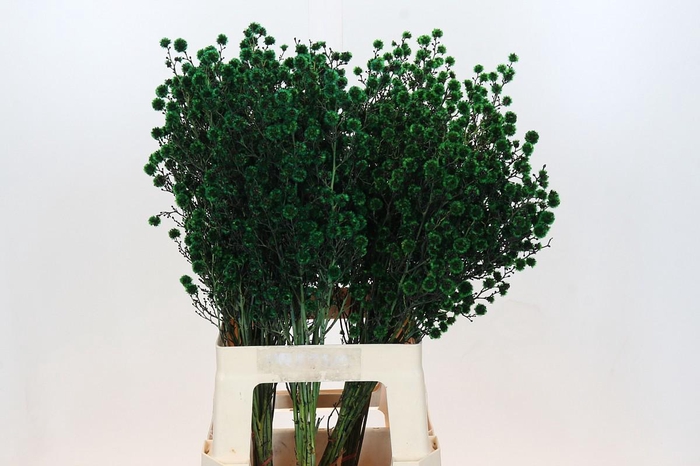 <h4>STILL KLB H%</h4>