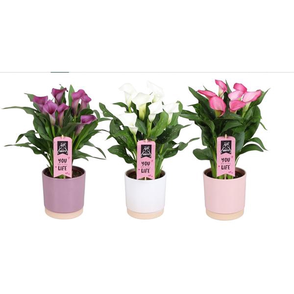 <h4>Zantedeschia gemengd Calla Moederdag mix in Julia keramiek</h4>
