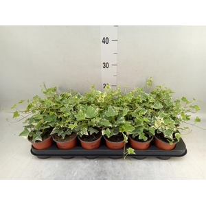 Hedera helix 'Eva'