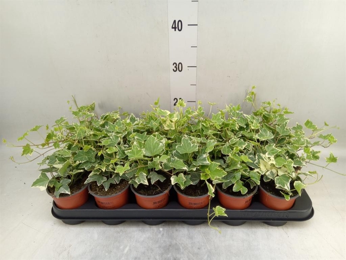 <h4>Hedera helix 'Eva'</h4>