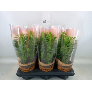 Euphorbia trigona