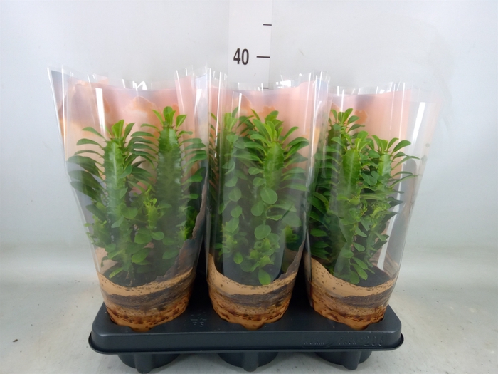 <h4>Euphorbia trigona</h4>