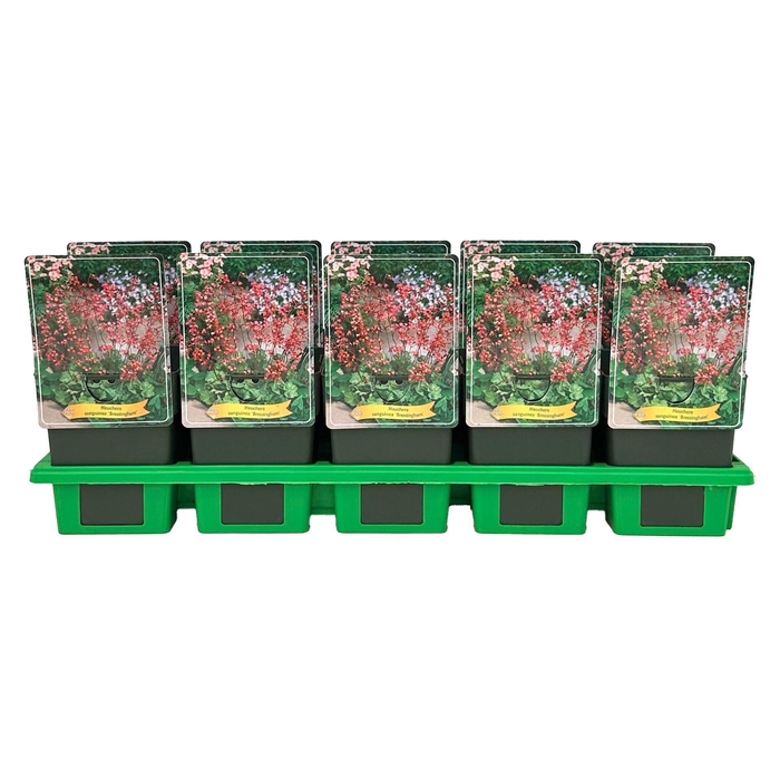 <h4>Heuchera sanguinea</h4>