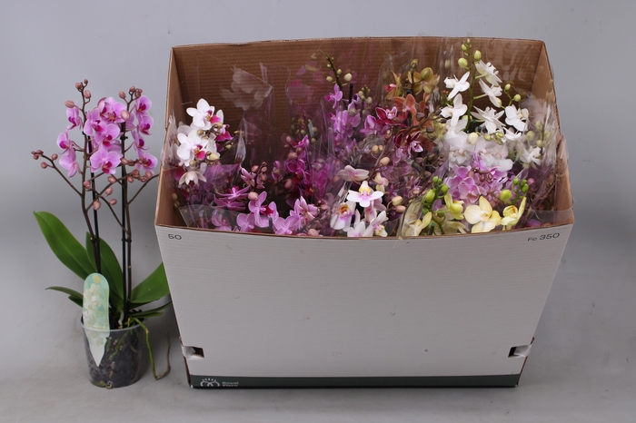 <h4>PHAL MF GEM 8 KL</h4>