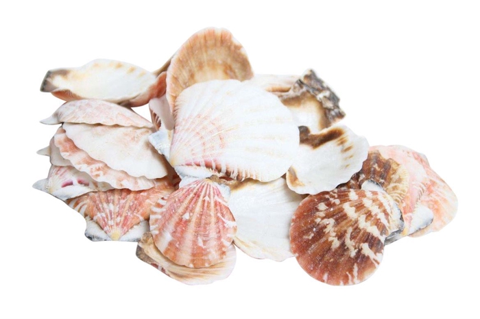 Shell Pecten 500g