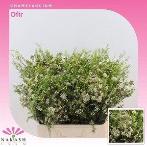 WAXFLOWER OFIR 40 GR.