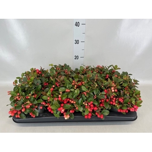 Gaultheria proc.