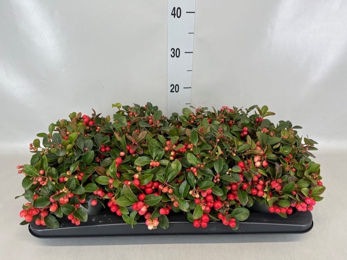 <h4>Gaultheria proc.</h4>