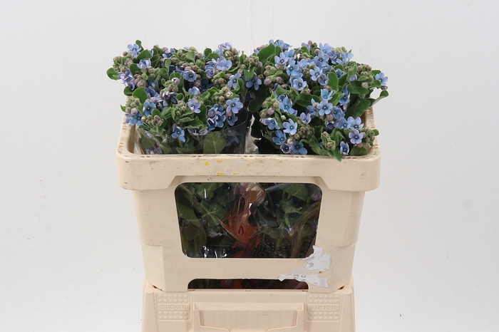 <h4>Oxy Co Tan Pure Blu</h4>