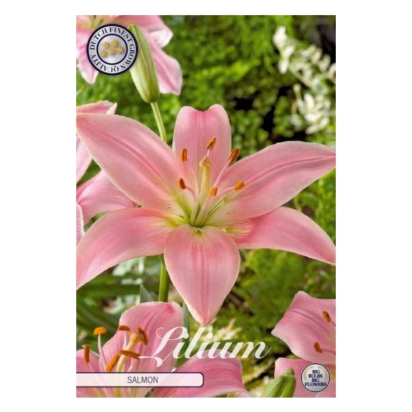 <h4>Lilium Asiaticus Salmon x2 16/18</h4>