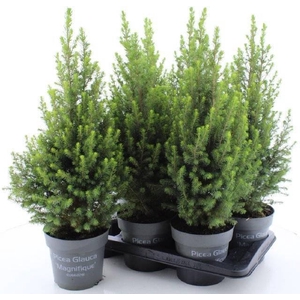 PICEA GL MAGNIFIQUE