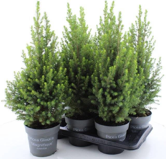 <h4>PICEA GL MAGNIFIQUE</h4>