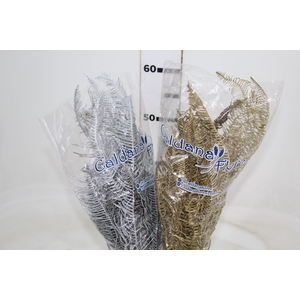 CAPIM ORELHA DE LEBRE