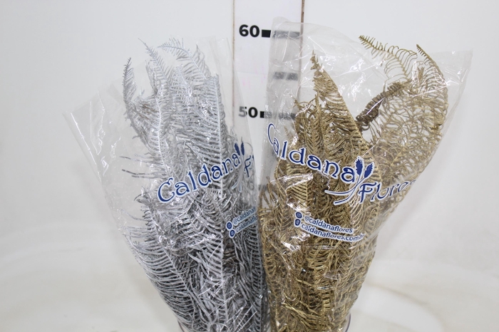 <h4>CAPIM ORELHA DE LEBRE</h4>