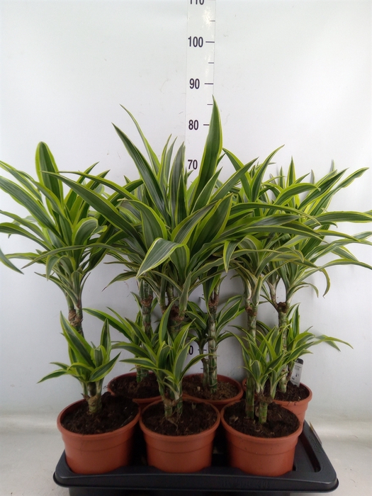 <h4>Dracaena fr de 'LemonLime'</h4>