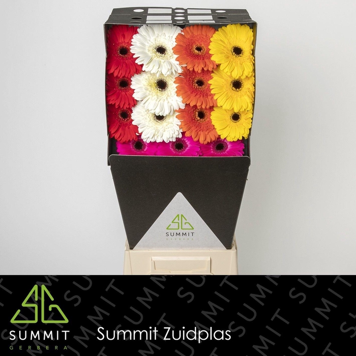<h4>Gerbera Mix op Rij Diamond</h4>