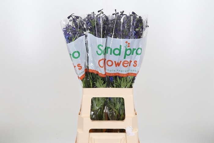 <h4>Delph En Donna</h4>