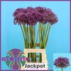 Allium Jackpot JM Van Berkel