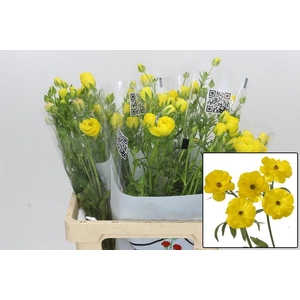 RAN BUTTERFL PHYTALO