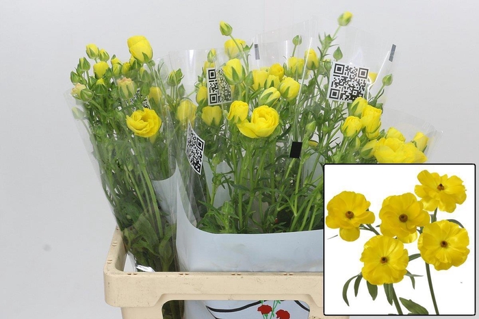 <h4>RAN BUTTERFL PHYTALO</h4>