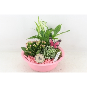 arr1 PL - Zink bolschaal pink