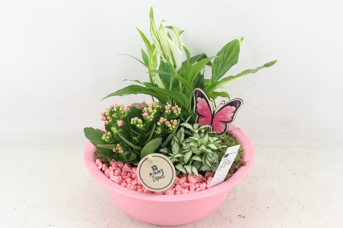 arr1 PL - Zink bolschaal pink