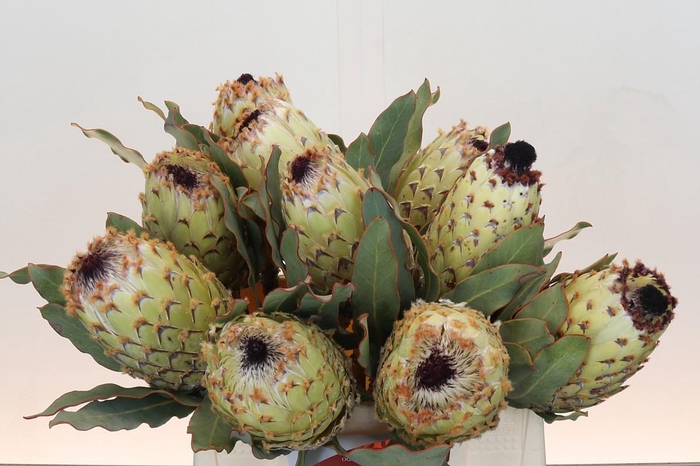 Protea Barbigera Ice Queen Air