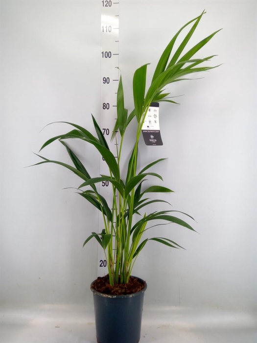 <h4>Howea forsteriana</h4>