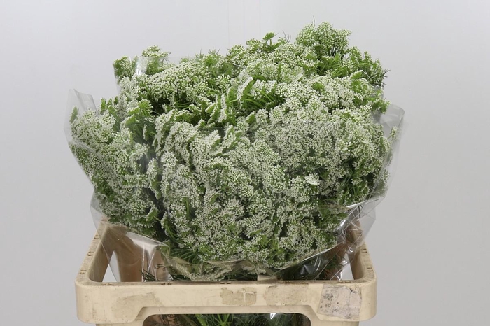 <h4>Ammi Visnaga Casablanca</h4>