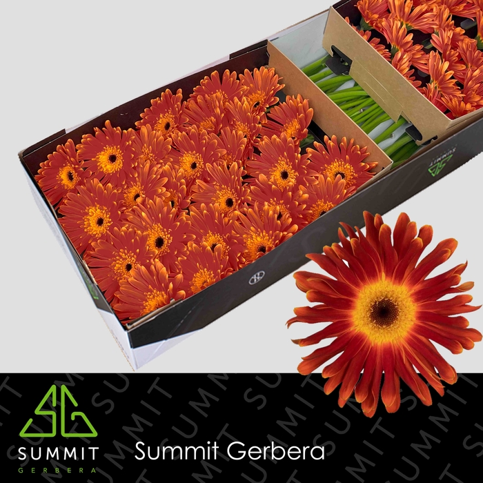 <h4>Gerbera Di Maggio Doos</h4>