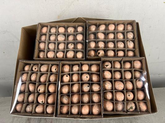 Egg Quail Orange Box(60pcs)