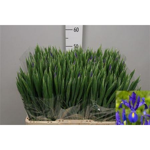Iris Blue Magic