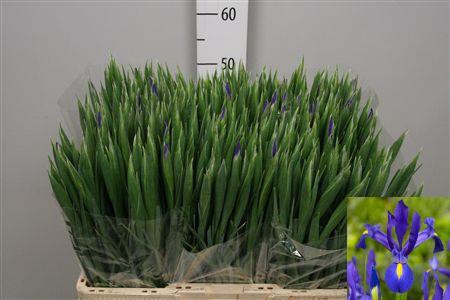 <h4>Iris Blue Magic</h4>