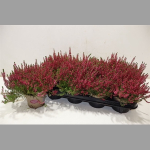 Callu Ga G Franca