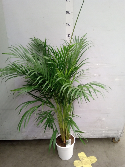 <h4>Dypsis lutescens   ...Chrysalidoca</h4>