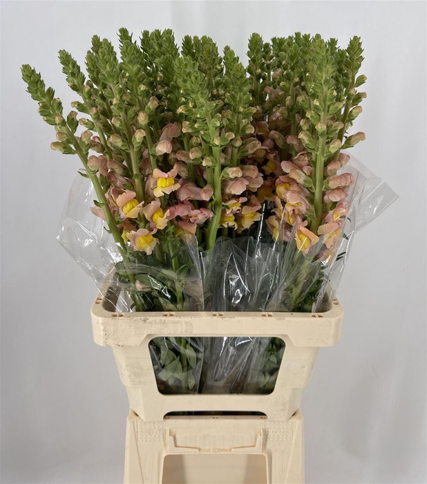 <h4>ANTIR LIGHT ORANGE</h4>