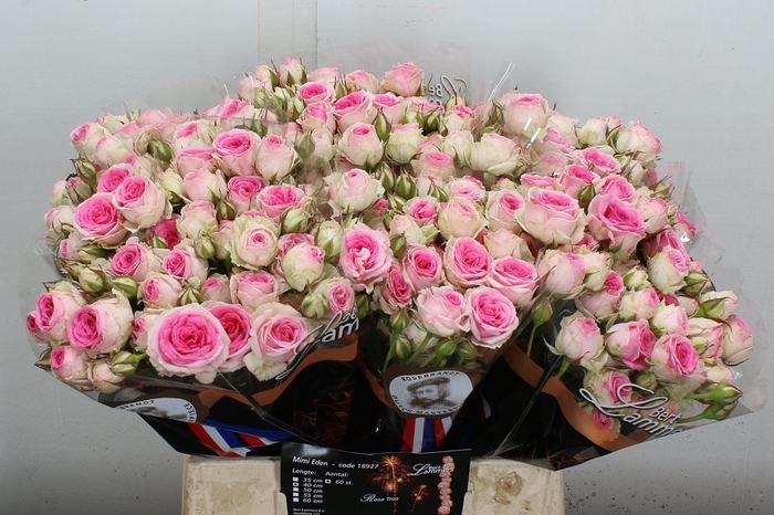 <h4>Rosa TR 'Mimi Eden'</h4>